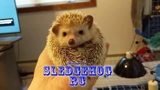 Welcome to Sledgehog RC!