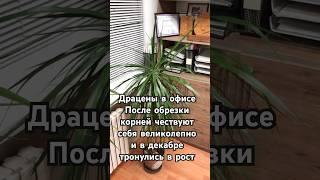 Драцена после обрезки корней, замены грунта и пересадки #растения #plants #garden #сад #bonsai