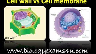 Difference between Cell wall and Cell membrane (Cell wall vs Plasma Membrane)