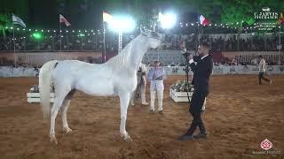 N 144 SHAM EL NIL TH   Azez Arabian and Nahef Egyptian Event   Mares 5 Years Old Class 20