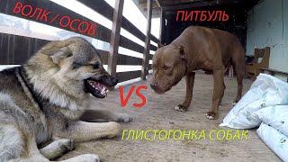 Волк vs питбуль, разборки с вожаком. Глистогонное.