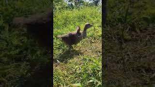 дрессированный гусик что умеет #деревня #ферма #river #nature #лето #goose #дача #юмор #природа