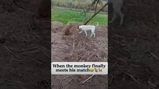 #monkeydog #shortsvideo #comedyvideos #like