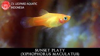 SUNSET PLATY. Colorful fish that everybody loves!(Leopard Aquatic E005C)