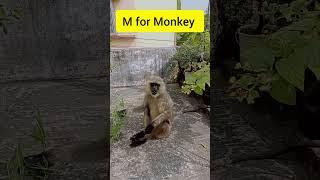 M for Monkey, jai humuman #shorts #mformonkey #youtubeshorts