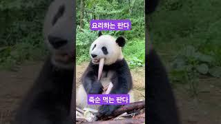 감자요리 하는 판다 죽수 억는 귀여운 곰