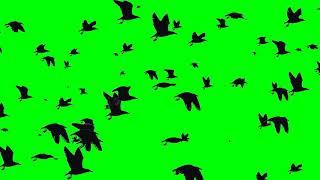 Летящие птицы на зелёном фоне |  Flying birds on a green background | chromakey