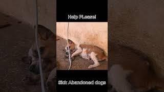 Congratulation! abandoned Puppies Got milk from us!! 222