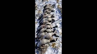 It's officially duck season with beau's Outdoors