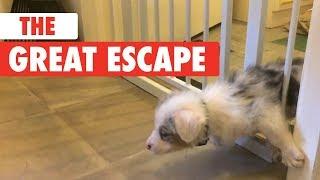 The Great Escape