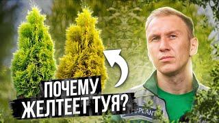  5 причин ПОЧЕМУ ЖЕЛТЕЕТ ТУЯ и как спасти пожелтевшую тую