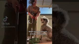 #dogsoftiktok #funnydogs