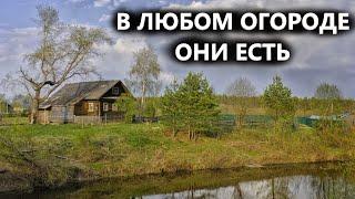 Хозяева бросили дома, не подозревая что в их огородах. Коп поиск монет 2023