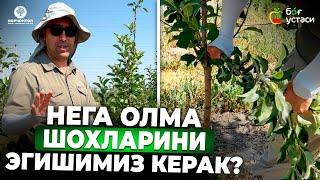 ОЛМА ШОХЛАРИНИ ЭГИШДАН МАҚСАД! | ШУҲРАТ АБРОРОВ #shuhratabrorov #olma #pinklady #uzbekistan #fruit