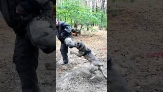 Cool Cane Corso #dogtrainingNG Training of bodyguard dogs and police dogs K-9 Ukraine 2024