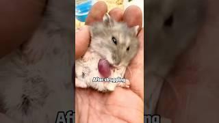 That’s its reluctance to leave its owner #shortvideo #cute #hamsters #lovestory #animals