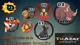 DATOS FIJOS ANIMALITOS TUAZAR OFICIAL