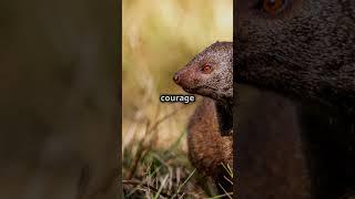 Mongoose | Nature's Tiny Hero Battling Deadly Snakes!