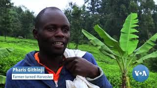 Farmers Fight Back Against Ravenous Locust Swarms