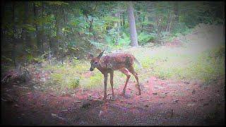 Fawn & Swamp Grass