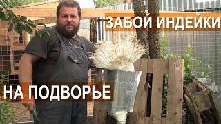 Забой, ощип, опаливание, потрошение индейки. Обучающее видео