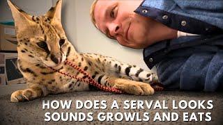 How does a Serval Looks Sounds Growls and Eats