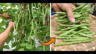 You will never need to buy green beans again if you know this growing secret.