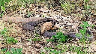 Wild Encounter of Black Cobra and Monitor Lizard