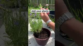 How to plant up our Lavender shades container. A great #short on #howto plant a container simply