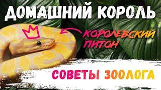 Королевский питон - идеальная змея! Чем кормить? Сколько живут?