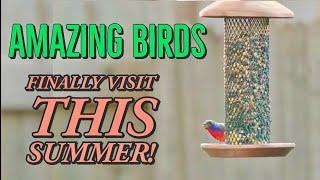 NATURE: Summer Birds FINALLY Visit Me in Texas 4K