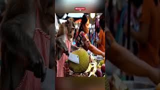 "Durian Duty: Monkey Chef Hacks Fruit Like a Pro!"