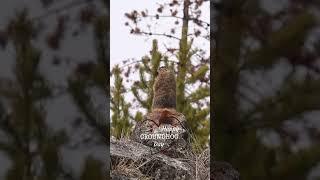 Groundhog Looking for a Shadow | Happy Groundhog Day! ️