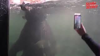 Video footage of elephants underwater