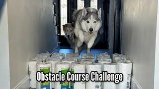 Huskies Attempt a Hallway Obstacle Challenge