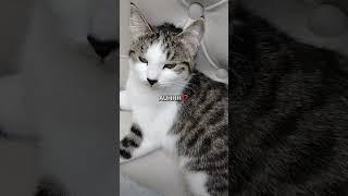 #malina #cat