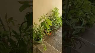 plants#viral#green#trending#plants#plantbased#greenlove#greenish#ytshort