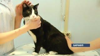 Как правильно лечить, кормить и как порадовать своих домашних кошек