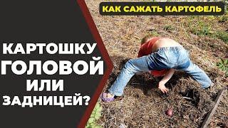 Соломенное земледелие? Картофель в развал? Или по-старинке?//Живая Баня Иван Бояринцев