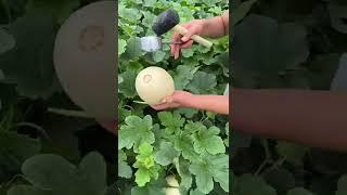 Beautiful Nature - Inspur Fresh Fruit wonderful video of  Industry #0054