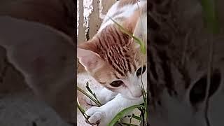 #shorts# #cat#