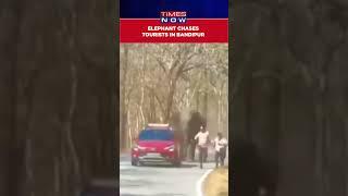 Watch: Elephant Charges Tourists In Bandipur  National Park In Karnataka #shorts
