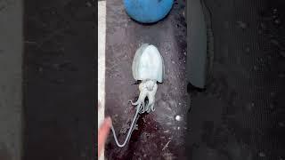 #cuttlefish #sipa