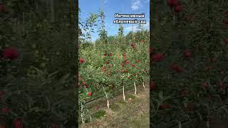 Интенсивный яблоневый сад, на подвое м9, сорт Гала. Возраст сада 2 года.