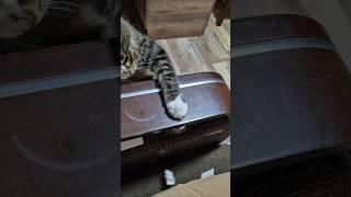 Lusya  has stolen  & ️ it.