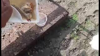 Thursday feeding time #viral#viral  #shorts joel alicante