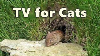 Cat TV Mouse Hole ~ Mice for Cats to Watch - 8 HOURS  Videos for Cats to Watch Mice