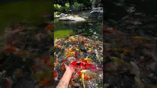 The Underwater World Of Koi #shorts