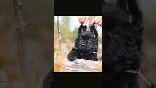 Чёрная дш девочка немецкой овчарки