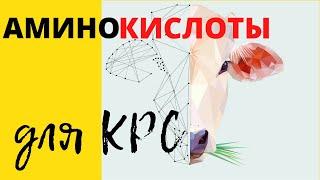 Аминокислоты для КРС обзор